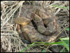 copperhead