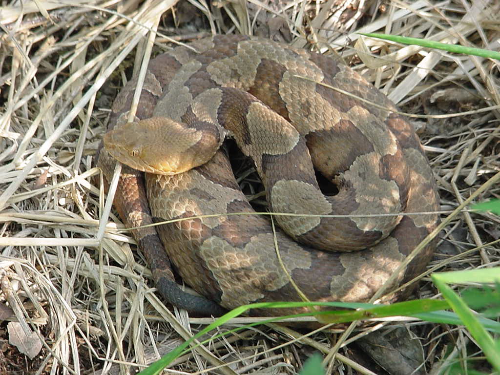 copperhead