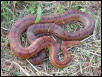 corn snake