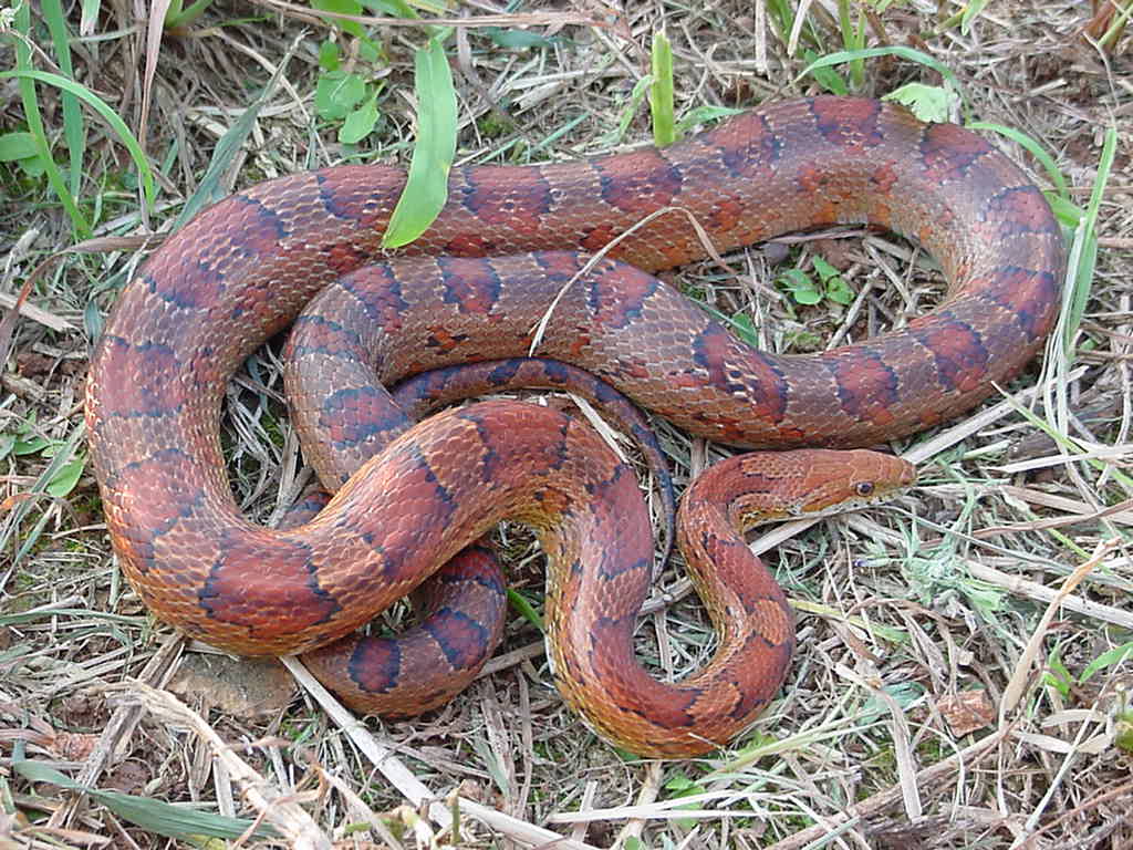 corn snake