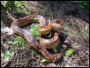 corn snake