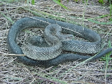 prairie king