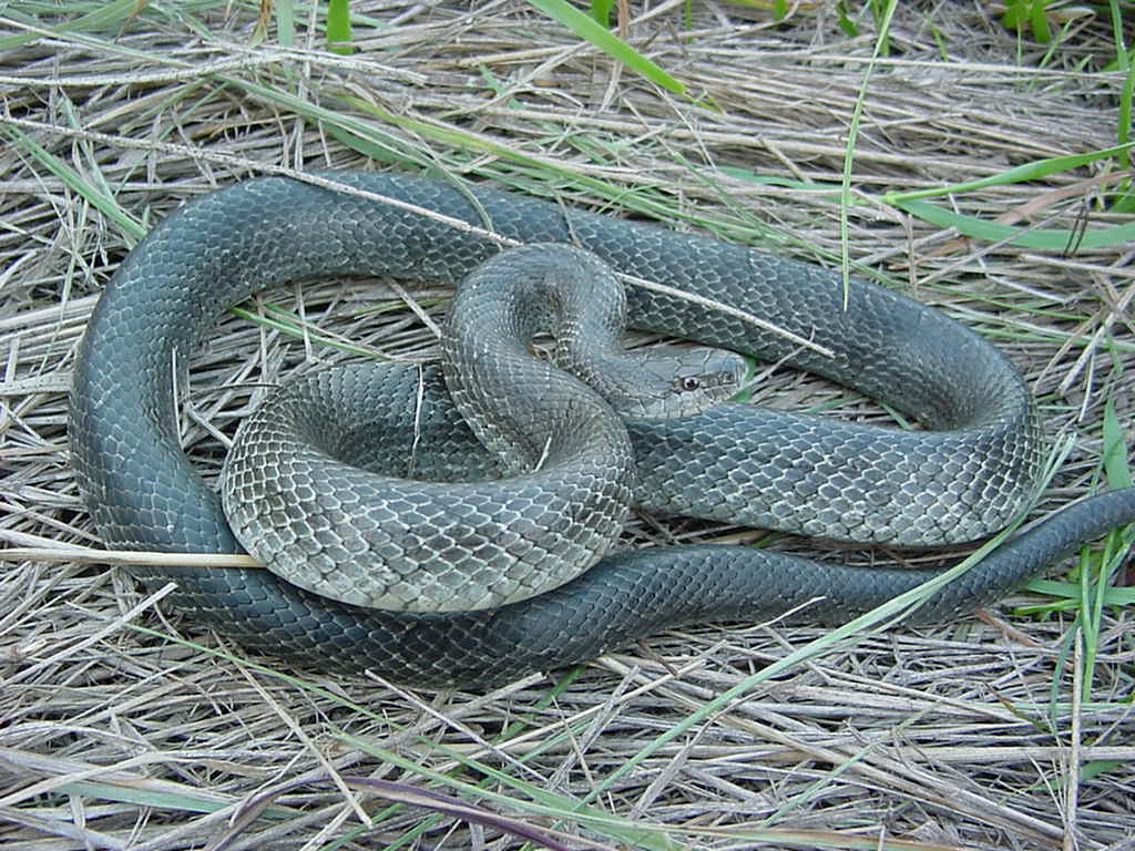prairie king