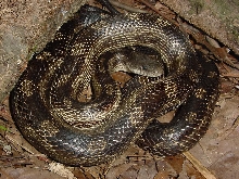 rat