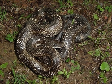 rat