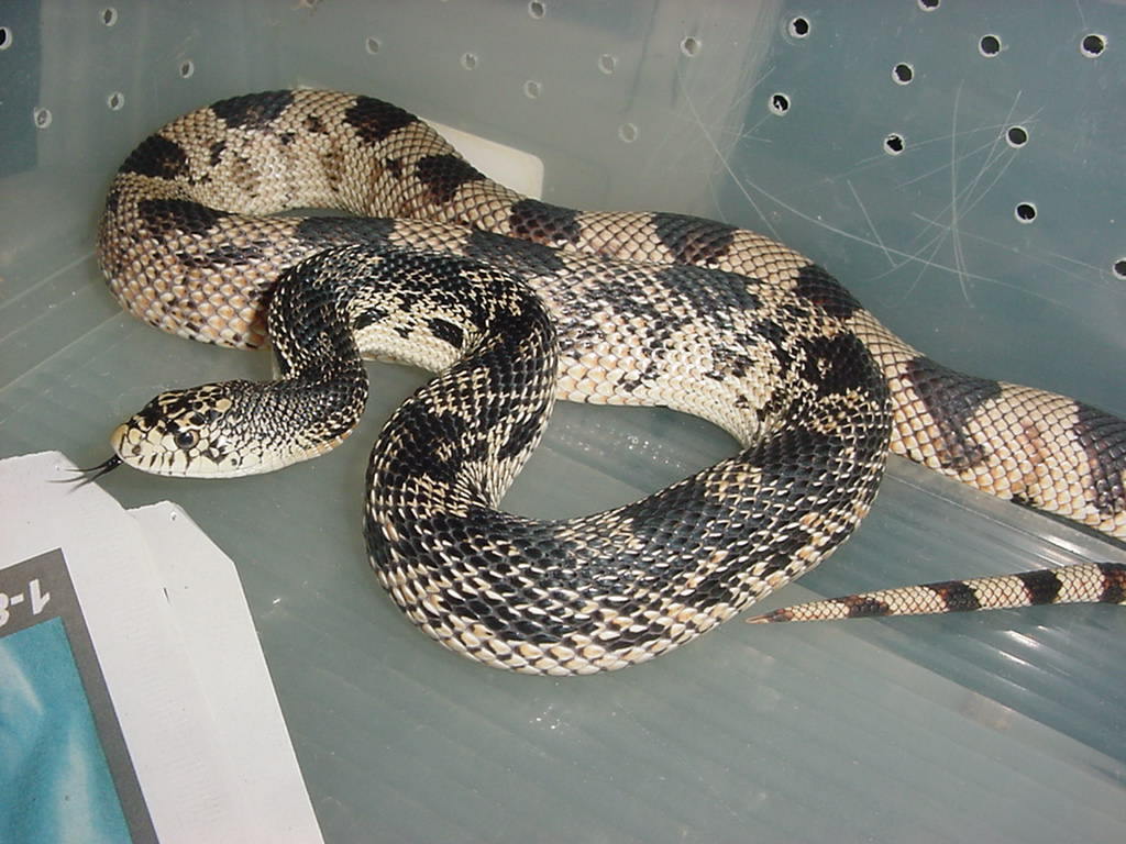 pine snake