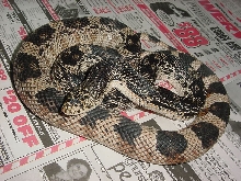 pine snake