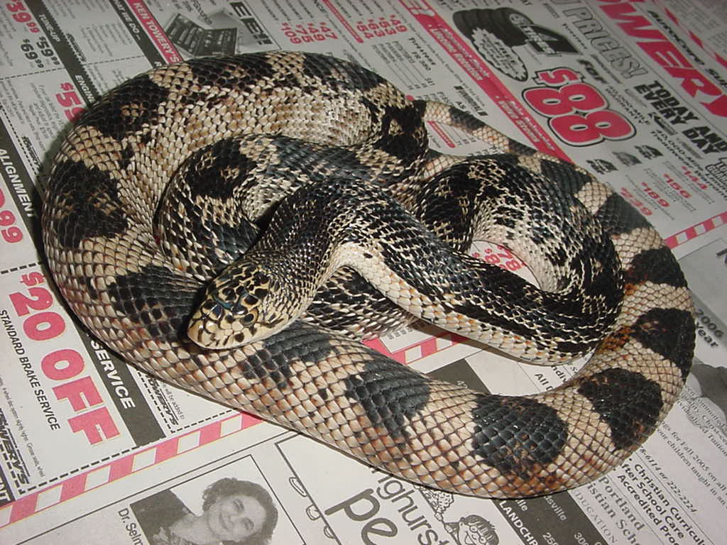 pine snake