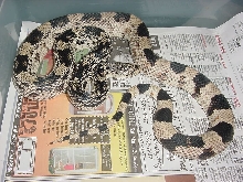 pine snake