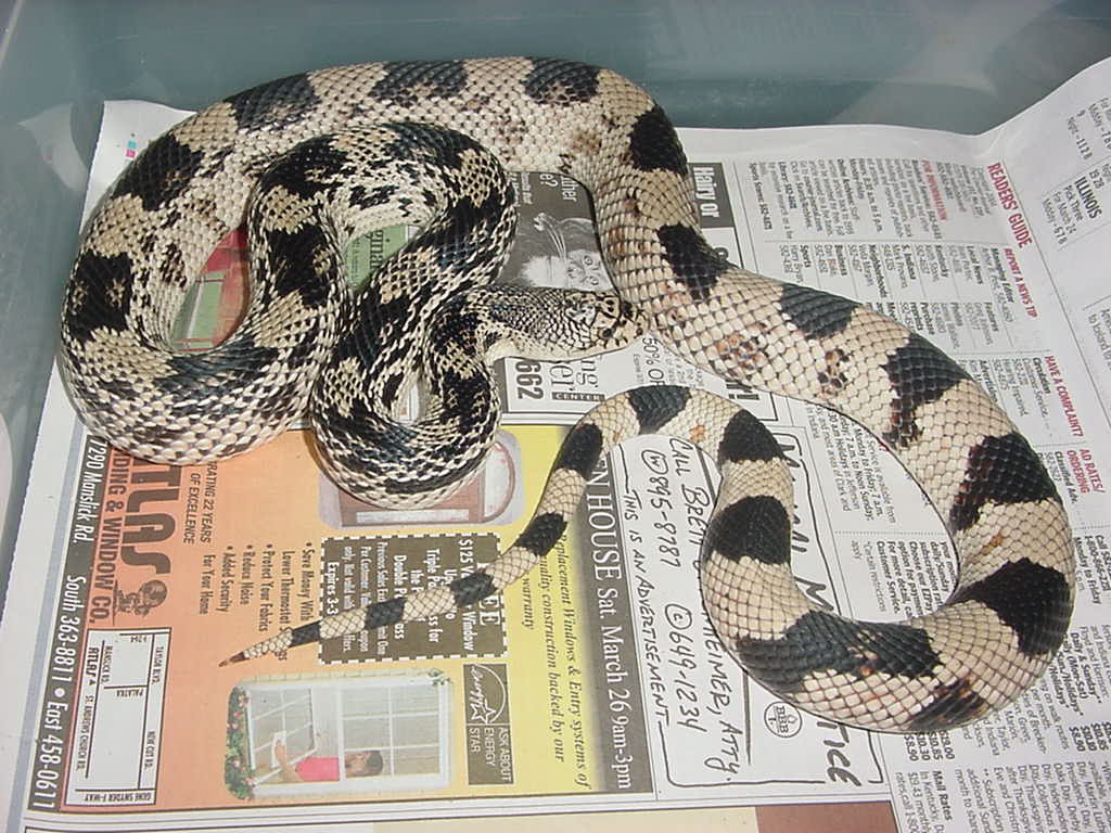 pine snake
