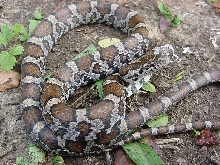 milk snake