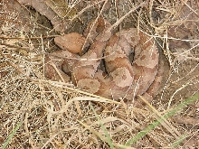 copper