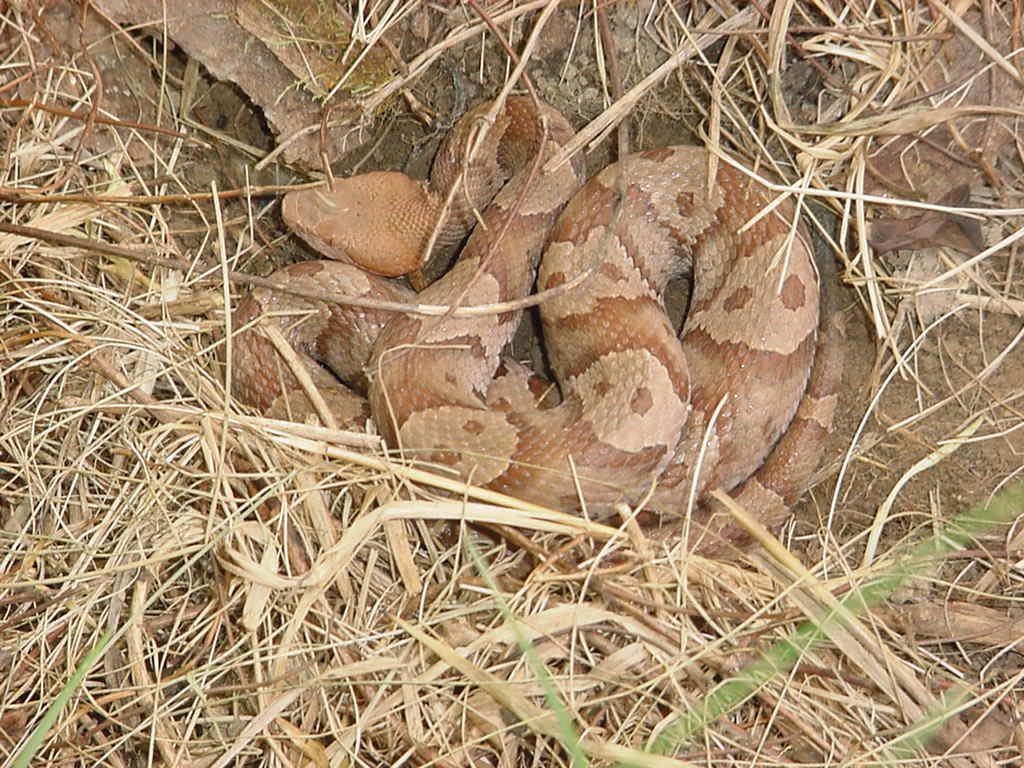 copper