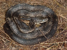 rat