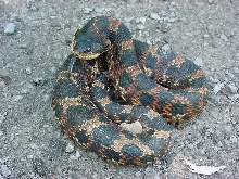 hognose