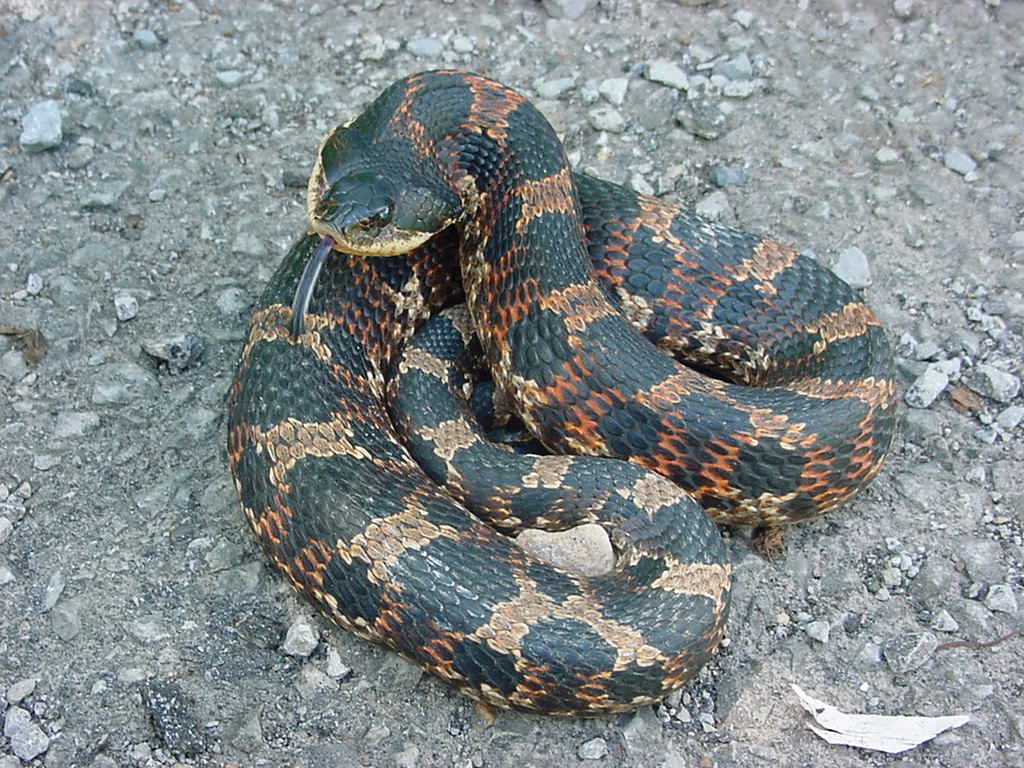 hognose