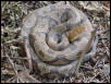 copperhead