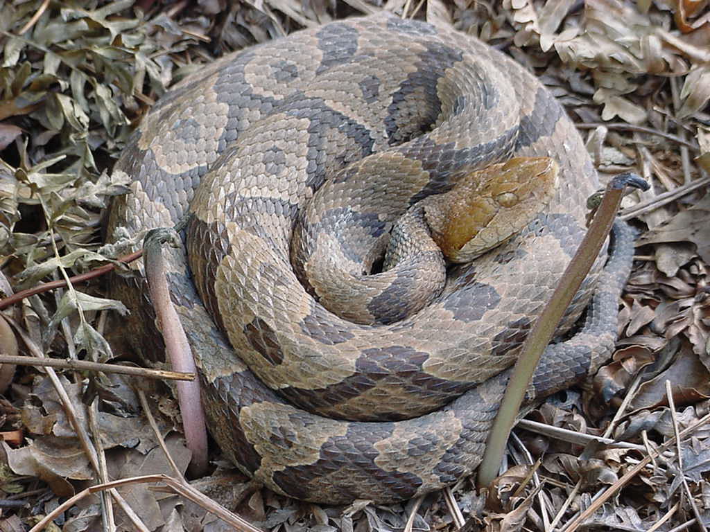 copperhead