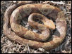 copperhead