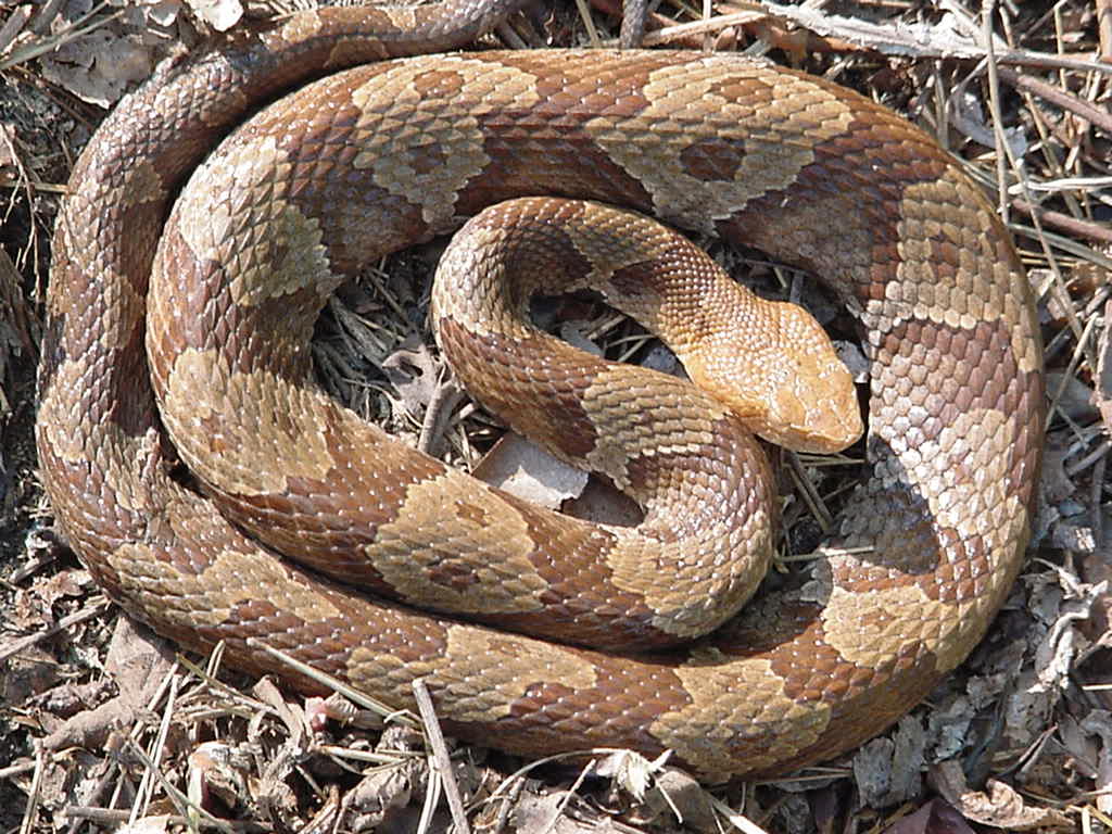 copperhead