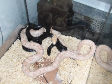 WC female tossed in with my male