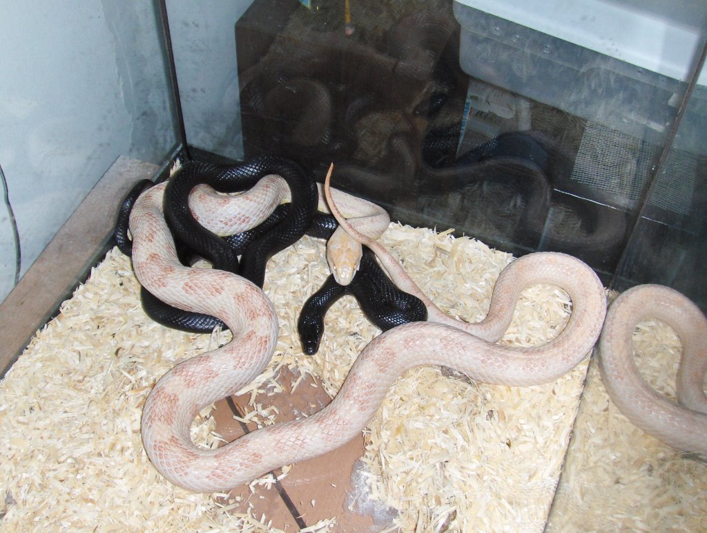 WC female tossed in with my male