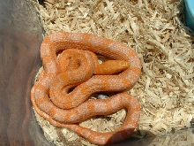 Bubblegum ratsnake