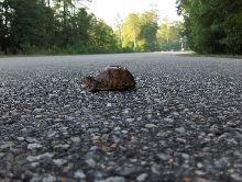Baby box turtle