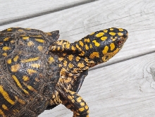 Backyard Box Turtle1
