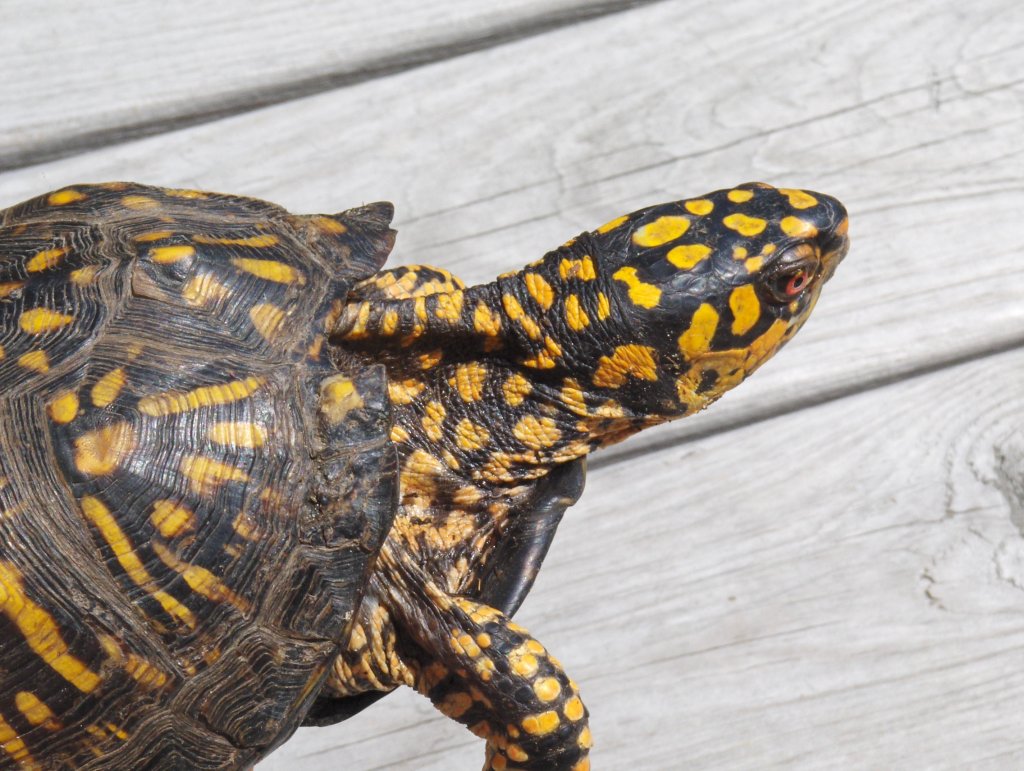 Backyard Box Turtle1