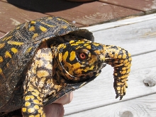 Backyard Box Turtle2