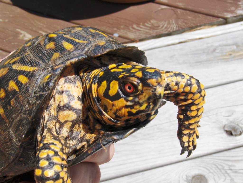 Backyard Box Turtle2