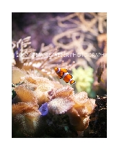 Clown Fish 1