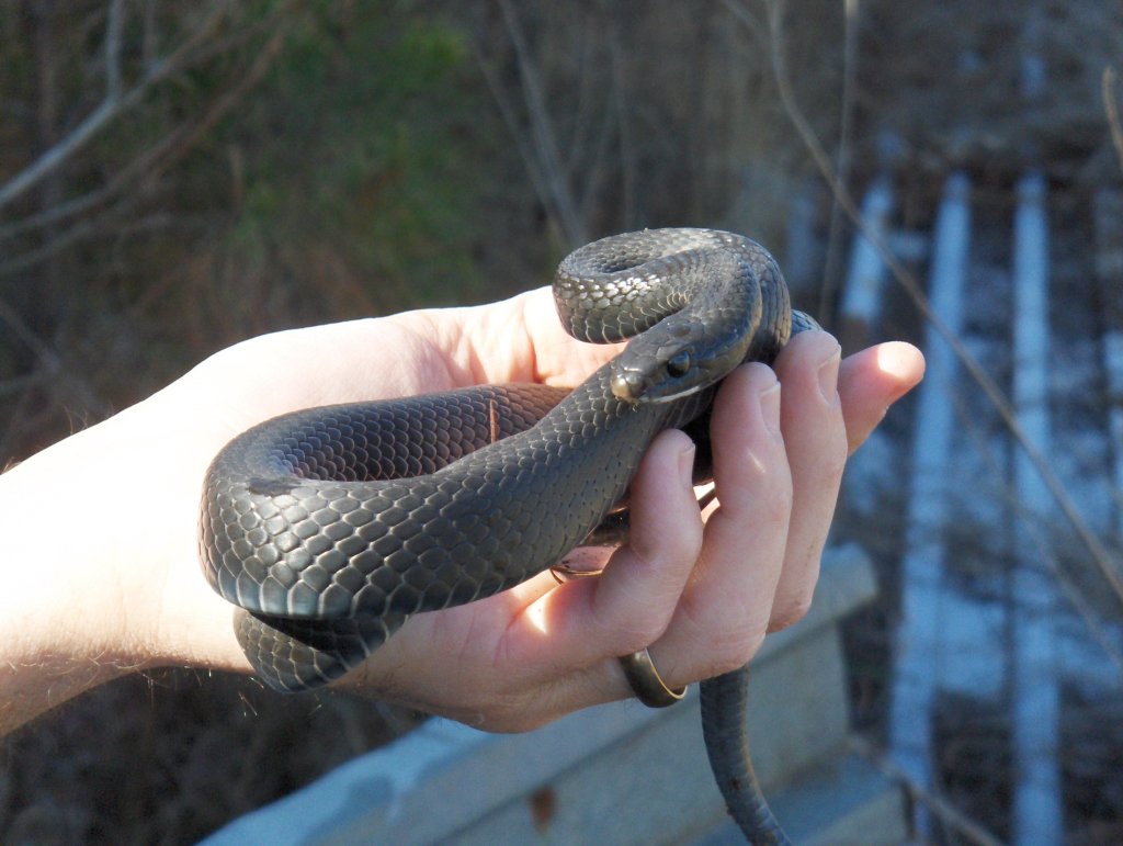 Cold Black Racer in NC