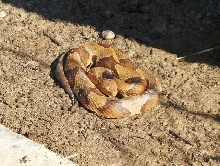Copperhead