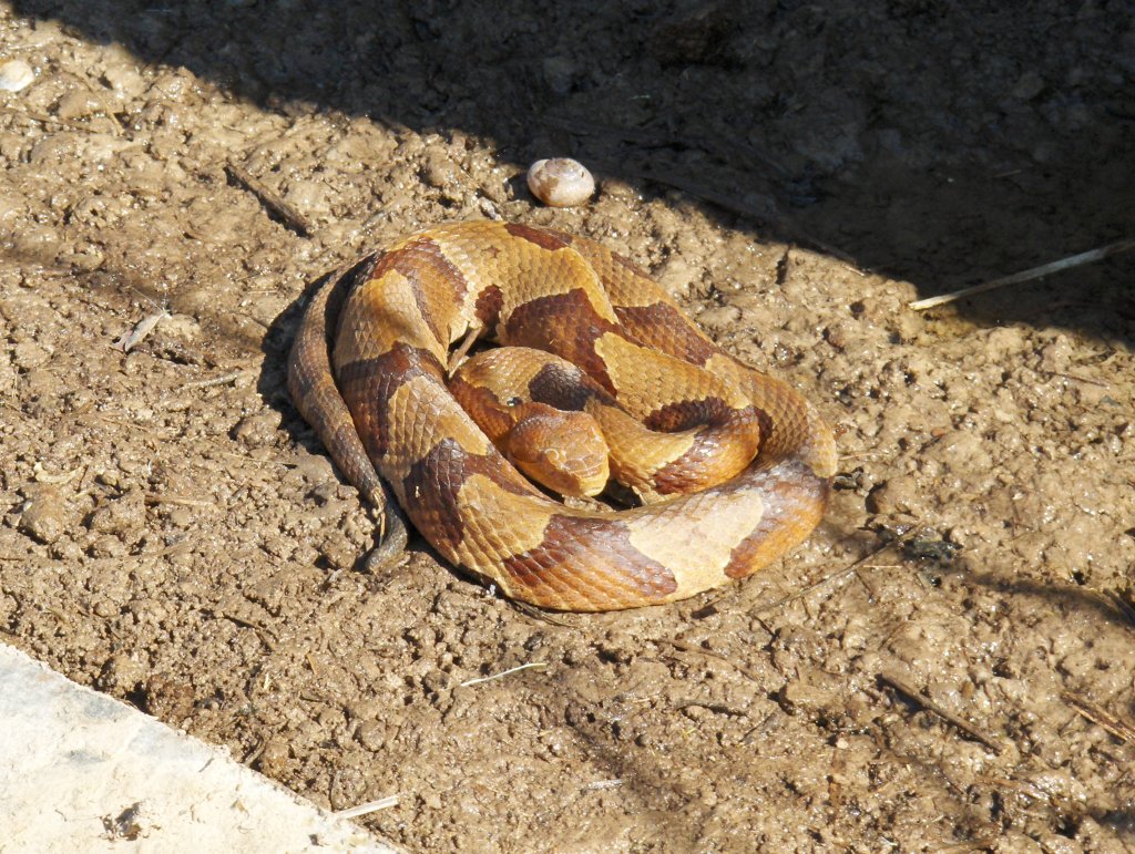 Copperhead