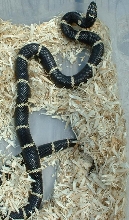 My best looking Hyde County NC female