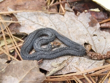 Red Bellied Snake