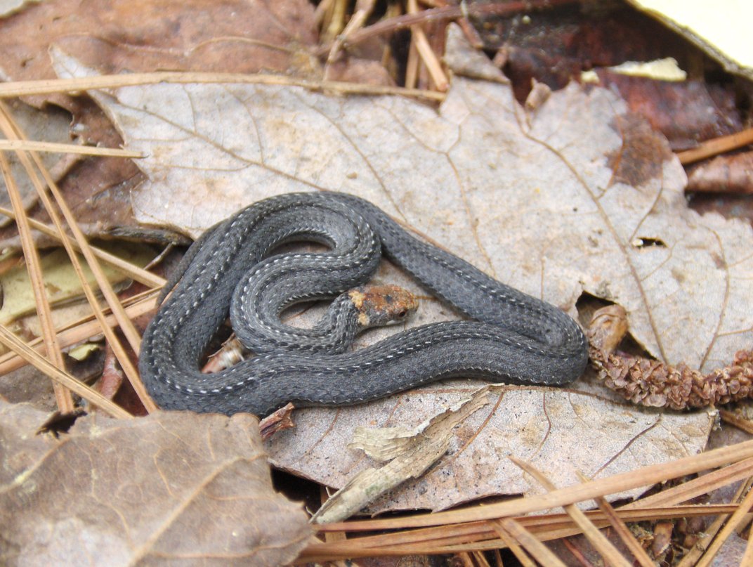 Red Bellied Snake