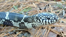 Fm Eastern King, Hyde County NC