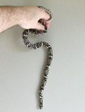 OBX Kingsnake