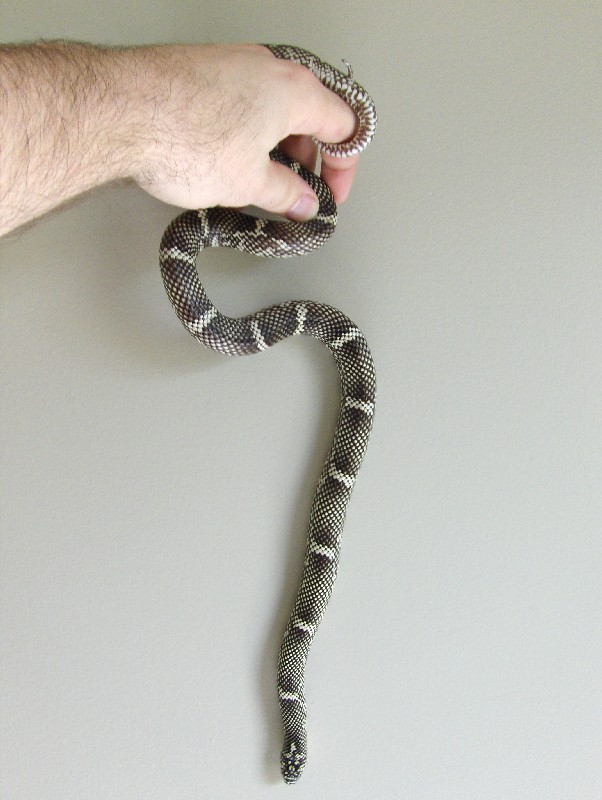 OBX Kingsnake
