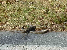 Greenish Rat Hyde 2