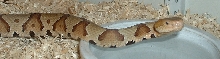 Grn Copper1