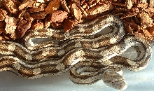 Gulf Hammock