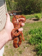 Female Okeetee Lichtenhan