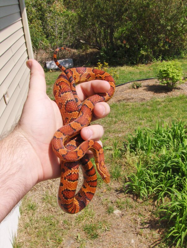 Female Okeetee Lichtenhan