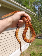Male Brad Lichtenhan Okeetee