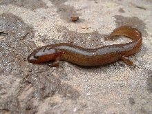 GWNF Salamander