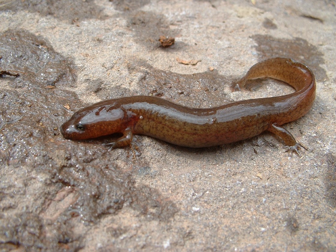 GWNF Salamander